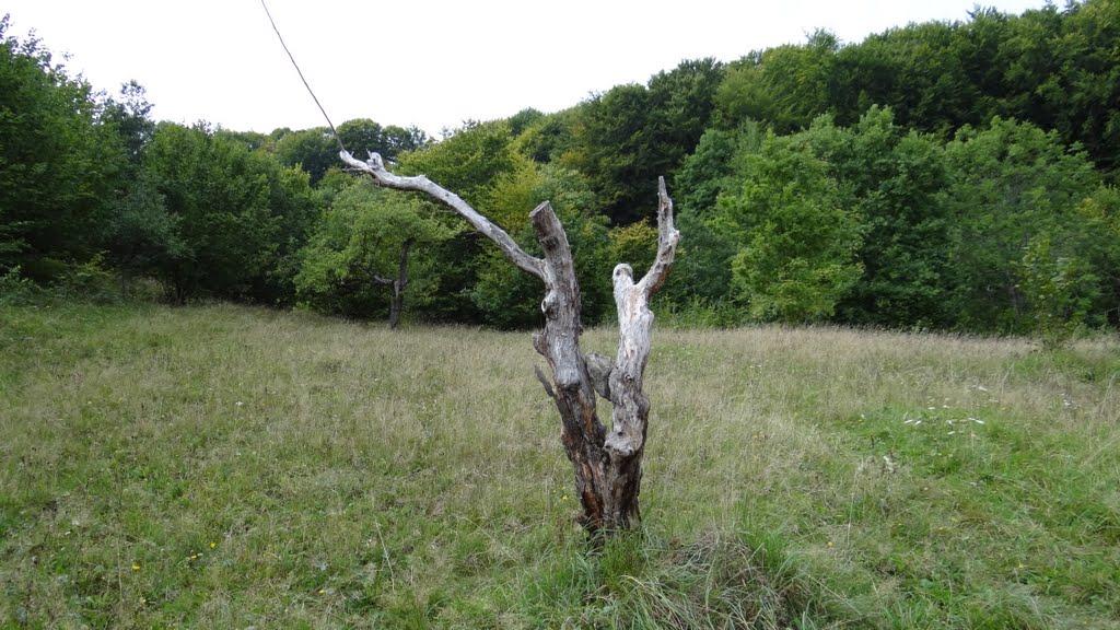Великий Бичків з panoramio.com - Великий Бичків