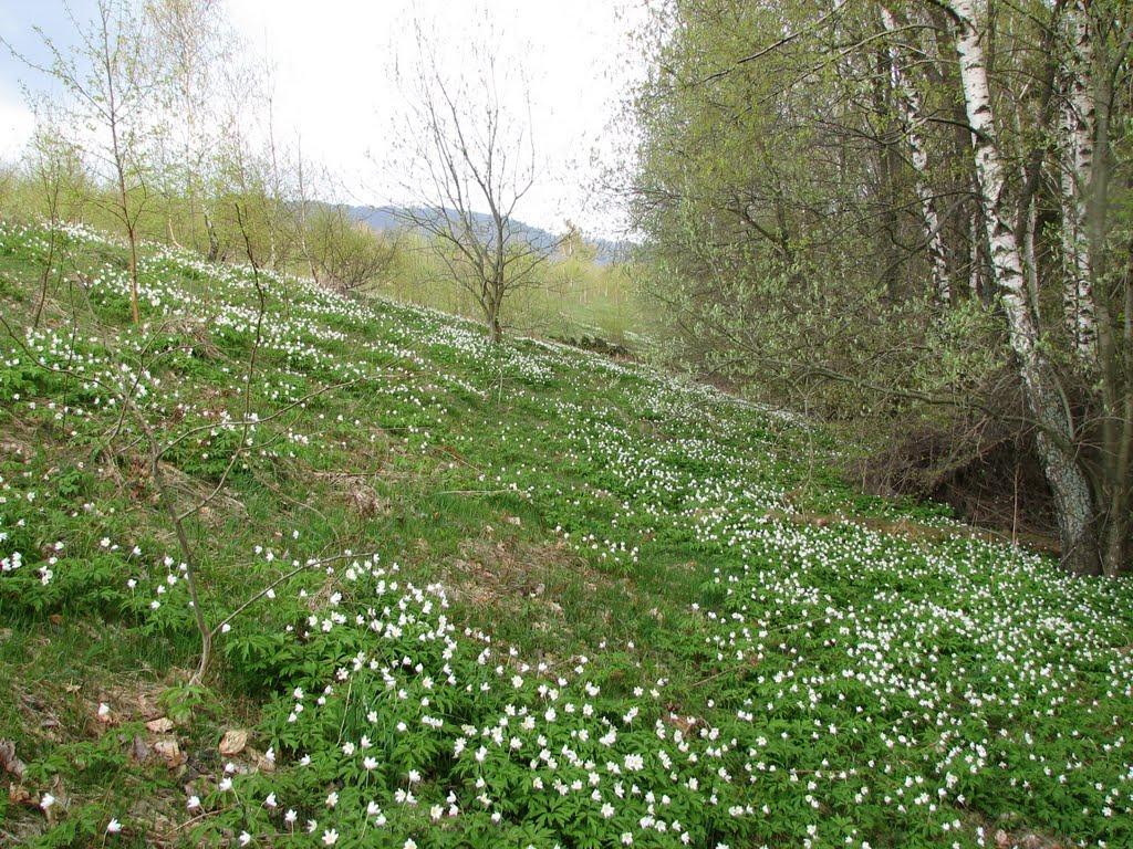 Тибава з panoramio.com - Тибава