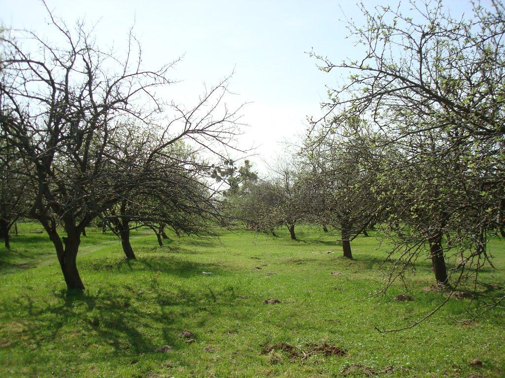 Дроздні з panoramio.com - Дроздни