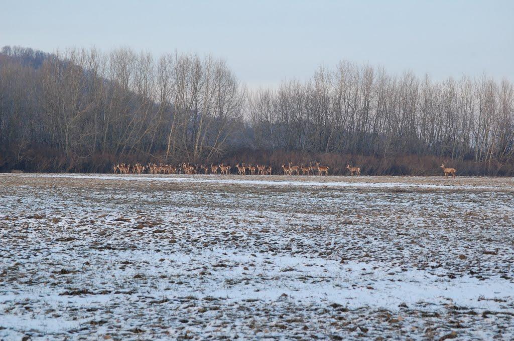 Косонь з panoramio.com - Косонь