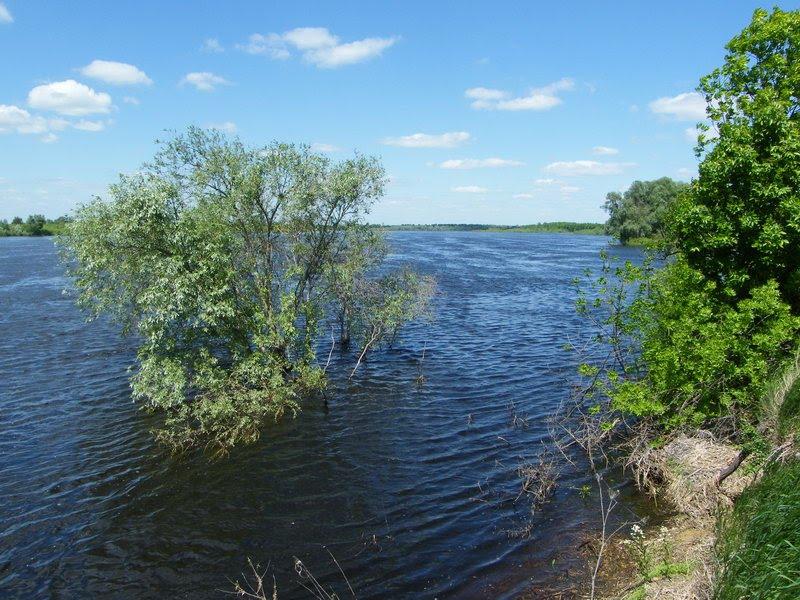 Миси з panoramio.com - Mysy