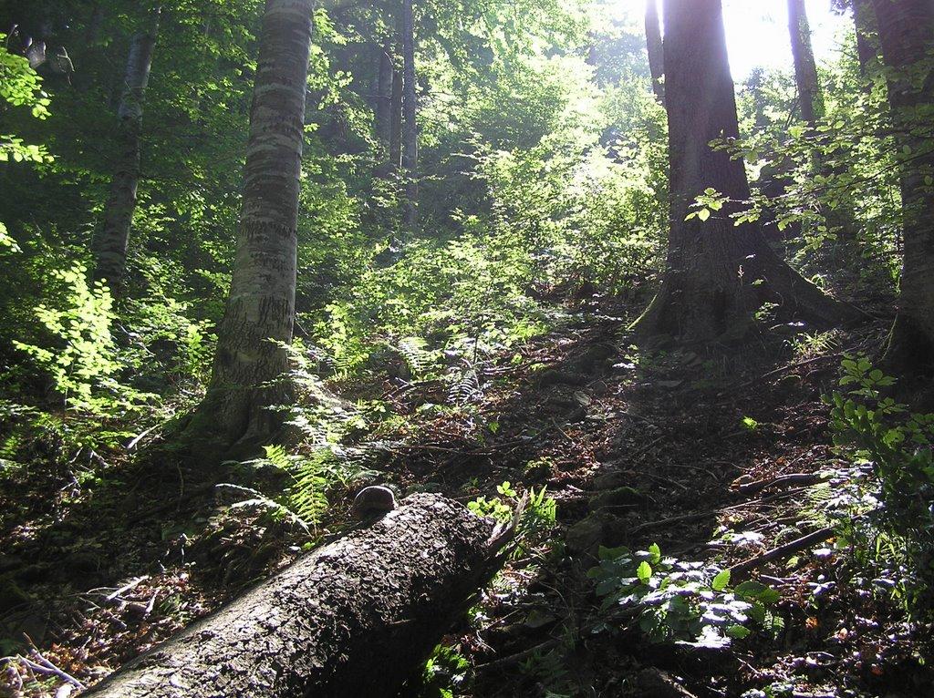 Фальків з panoramio.com (ч.2) - Фальків