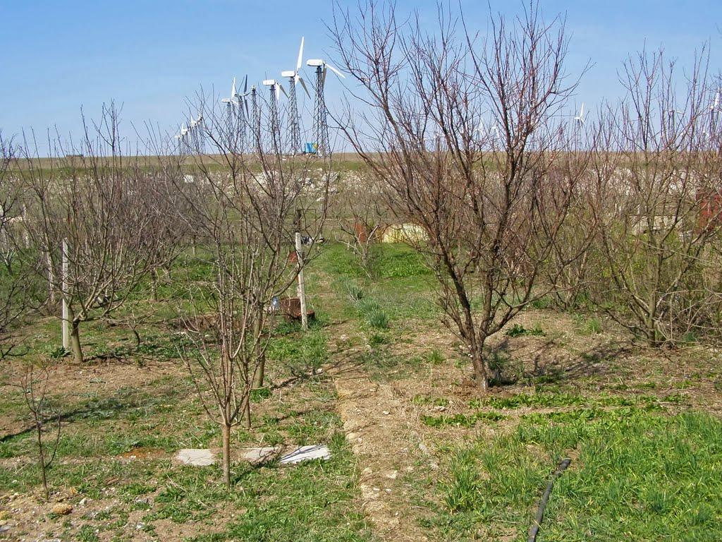 Новоозерне з panoramio.com - Новоозерне