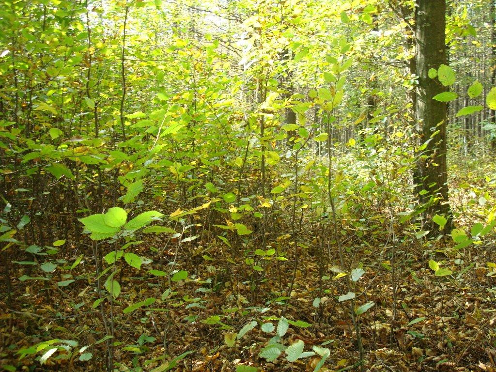 Пархомівці з panoramio.com