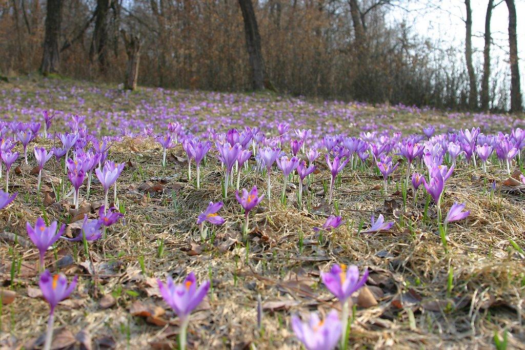 Іршава з panoramio.com - Иршава