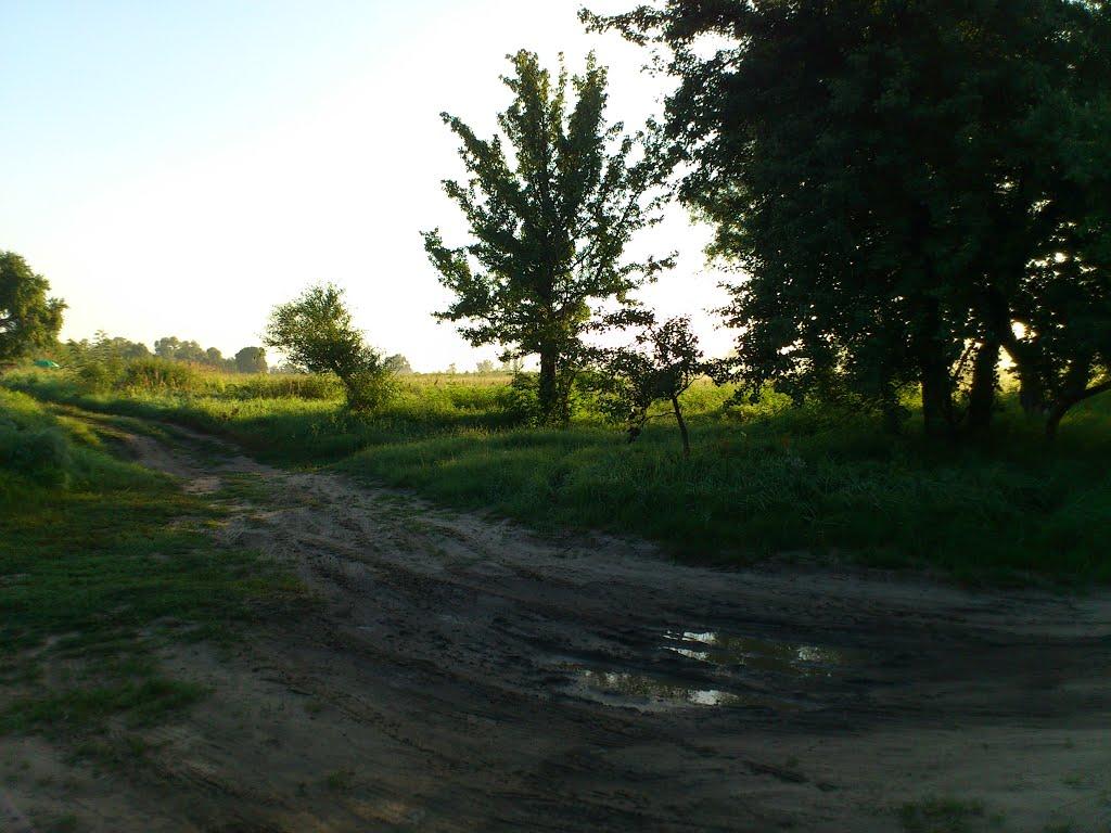 Миси з panoramio.com - Mysy