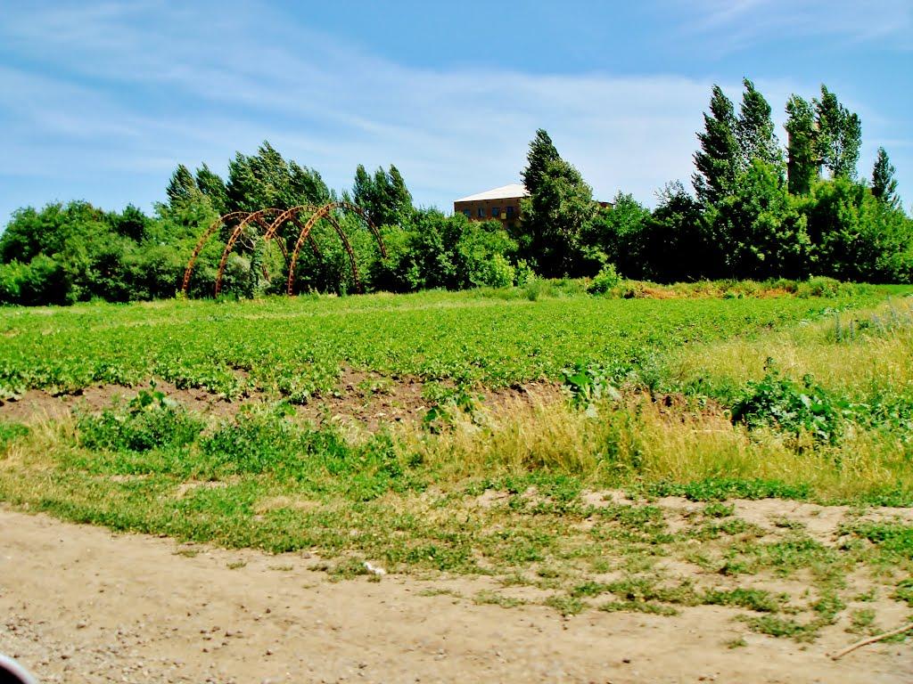 Козацьке з panoramio.com - Козацьке