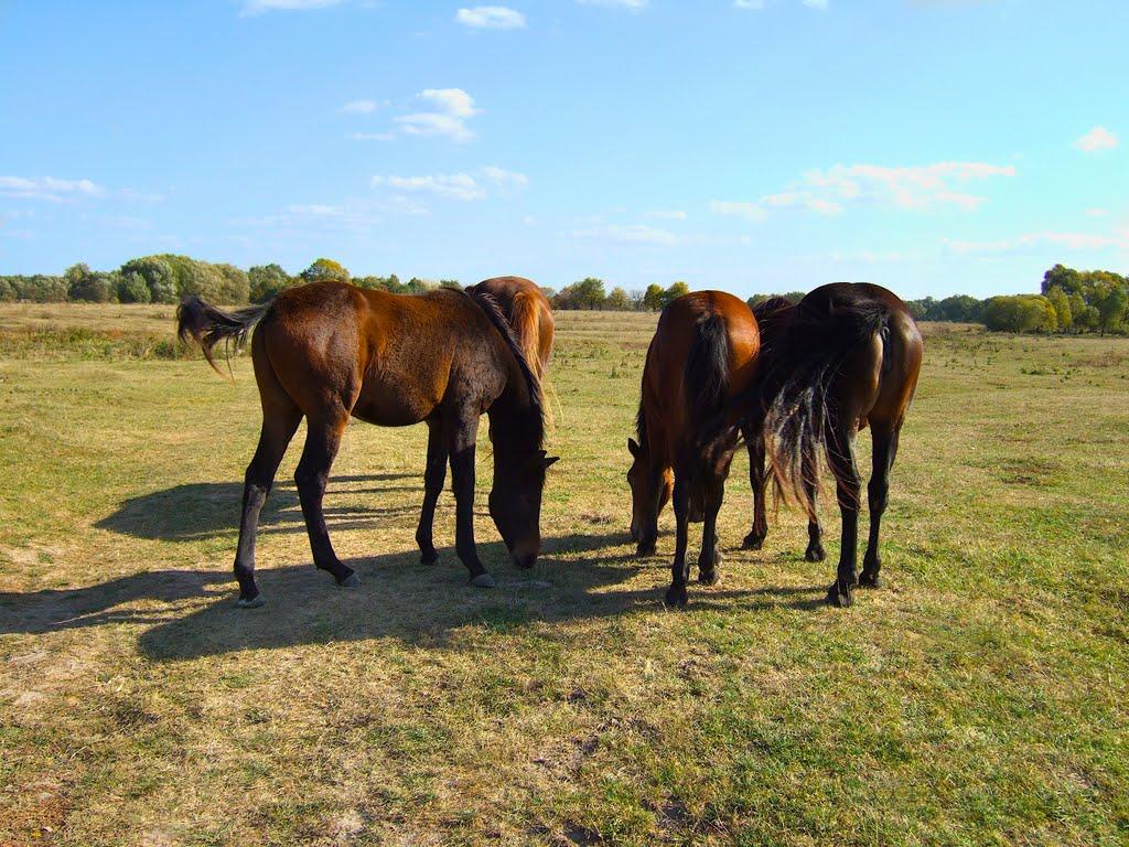 Острів з panoramio.com - Острів