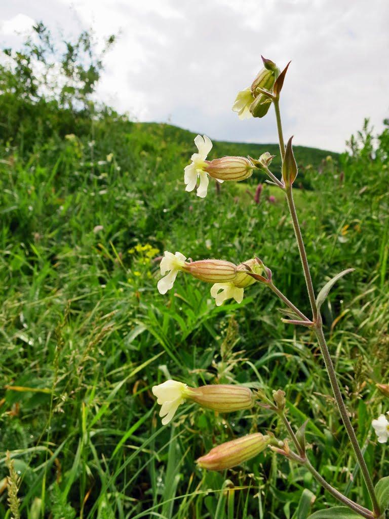 Перевалівка з panoramio.com - Переваловка
