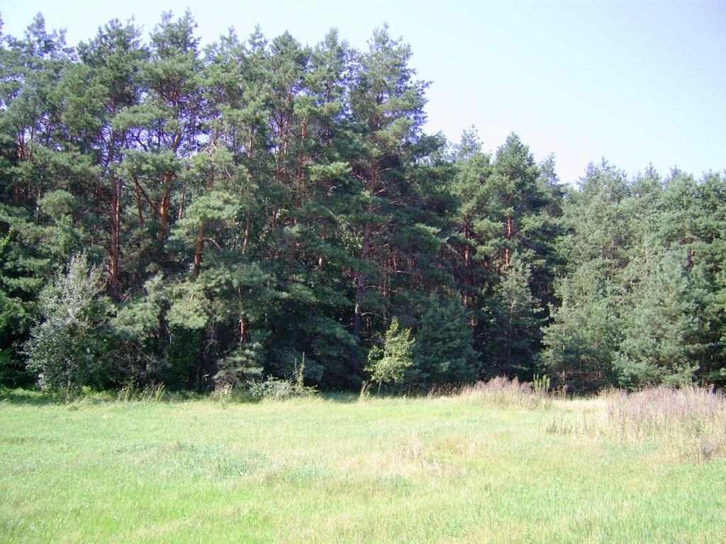 Бірки з panoramio.com - Борки