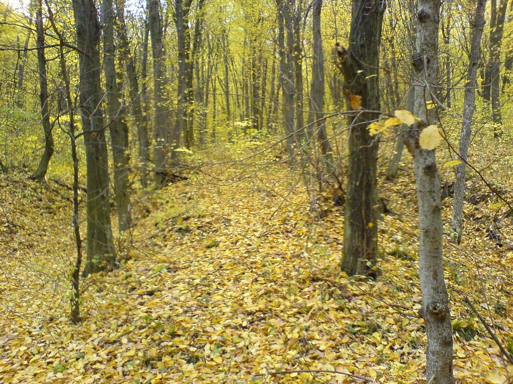 Пасицели з panoramio.com - Пасицели