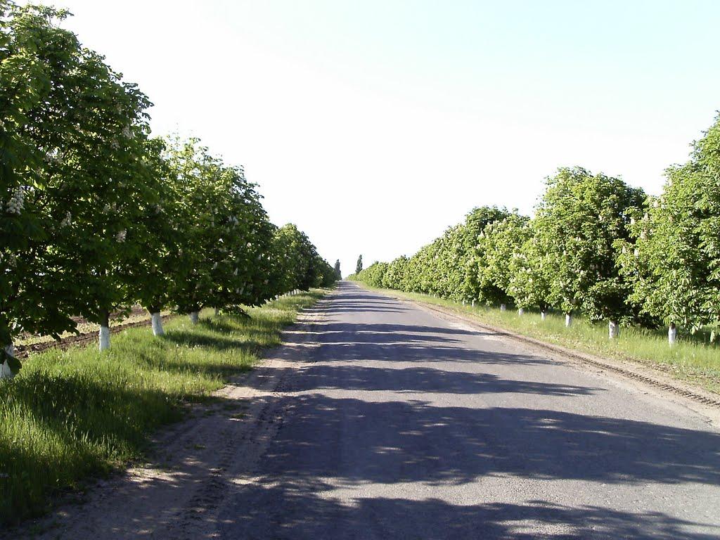 Вознесенськ з panoramio.com - Вознесенськ