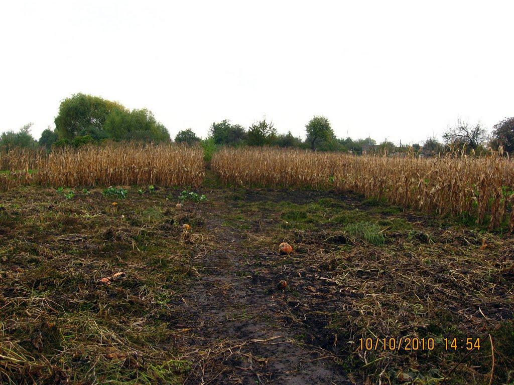 Білецьківка з panoramio.com - Biletskivka