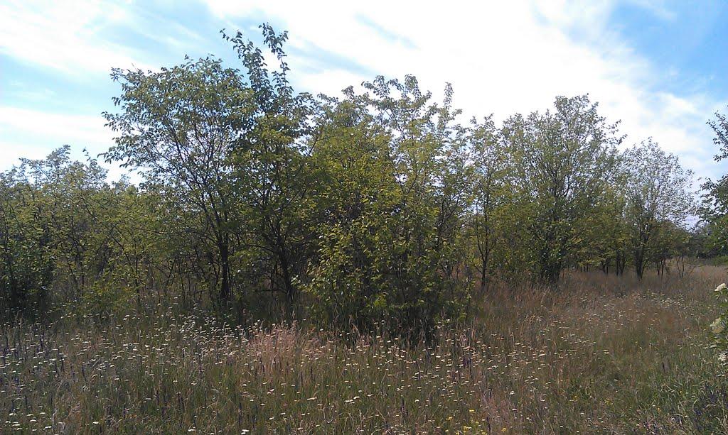 Святилівка з panoramio.com - Святилівка