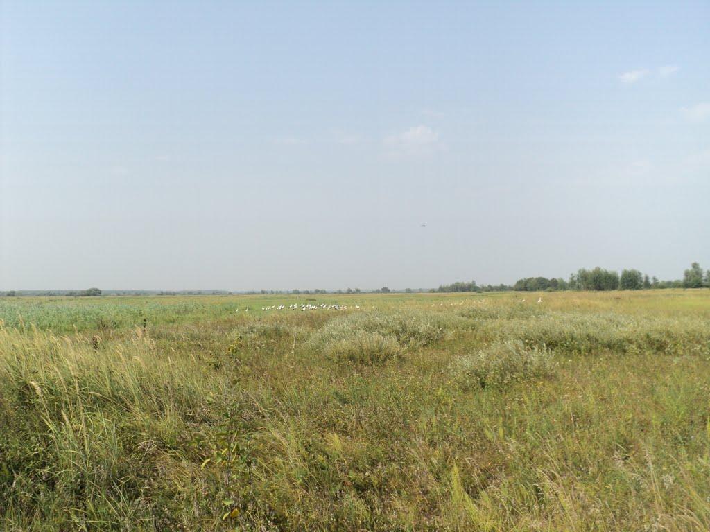 Козероги з panoramio.com - Козероги