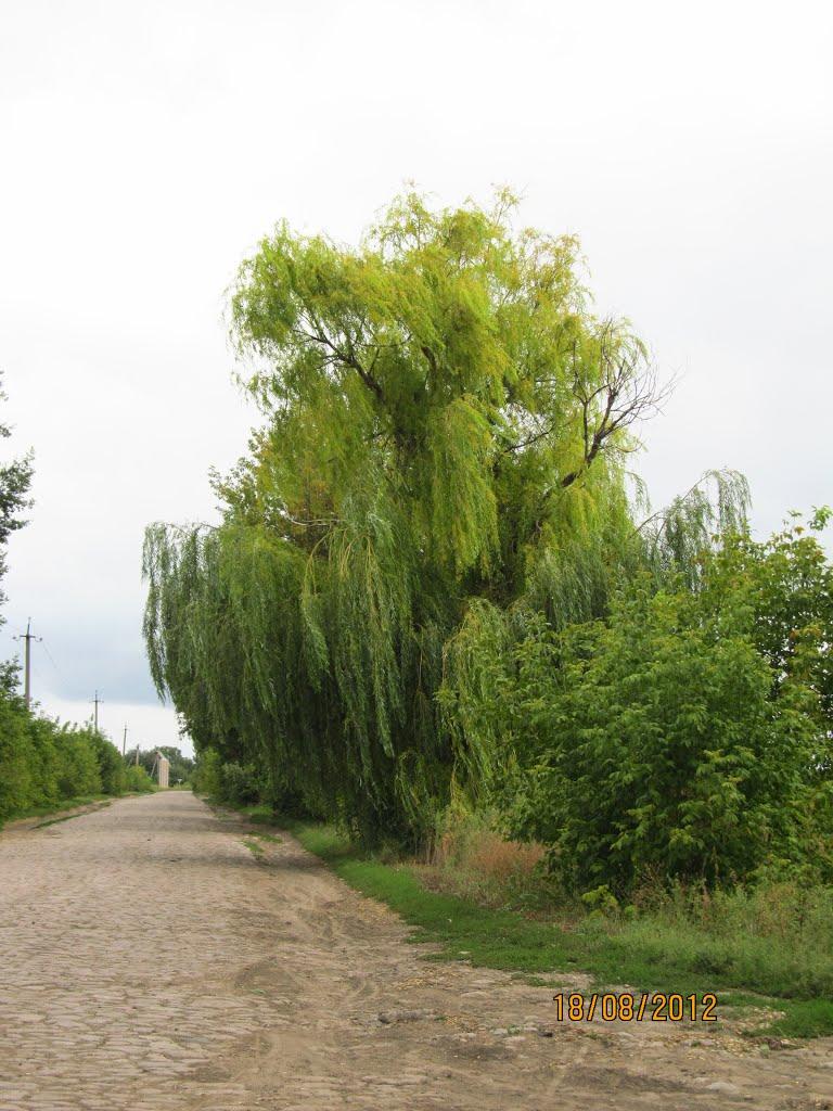 Першотравневе з panoramio.com - Першотравневе