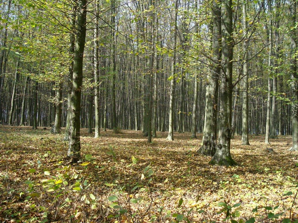 Пархомівці з panoramio.com - Пархомівці