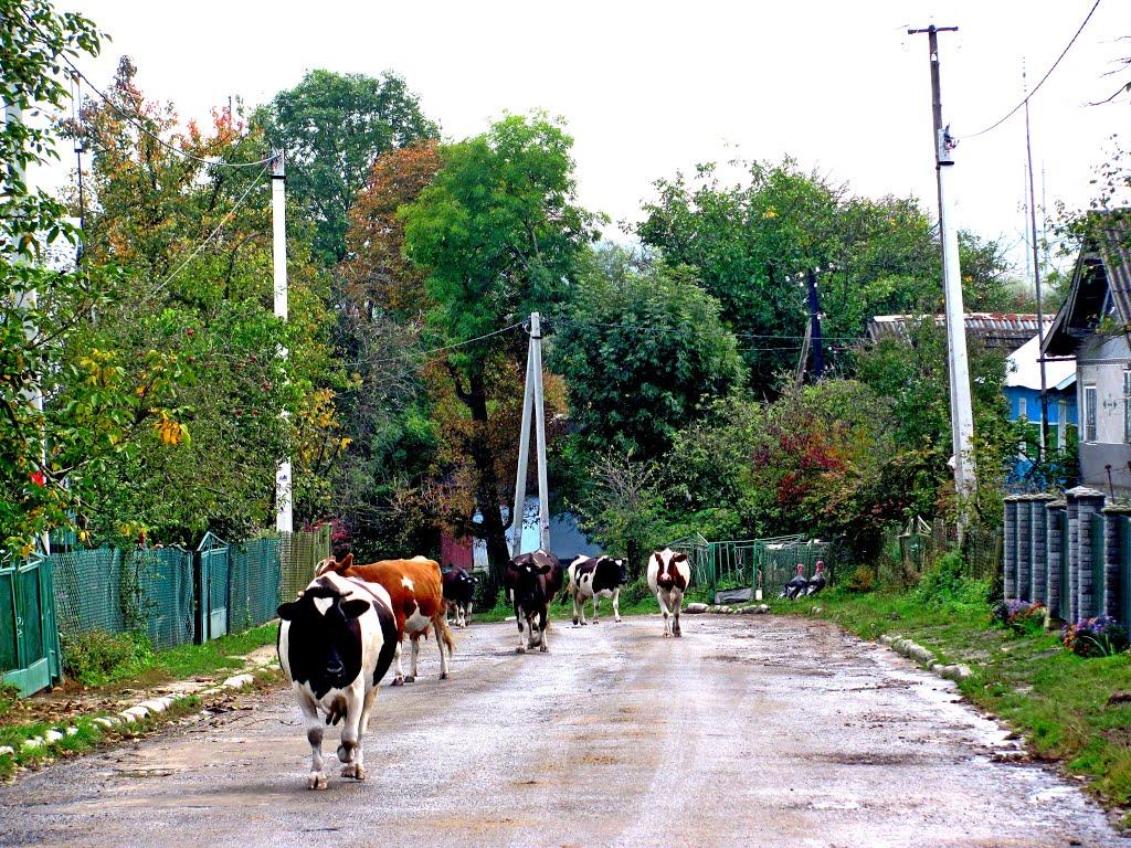 Свірж з panoramio.com - Свирж