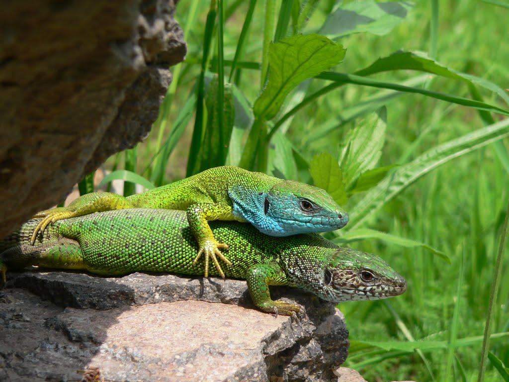 Оклі Гедь з panoramio.com - Оклі Гедь