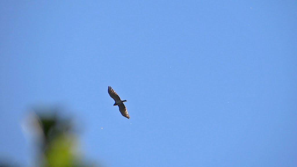 Турівка з panoramio.com - Турівка