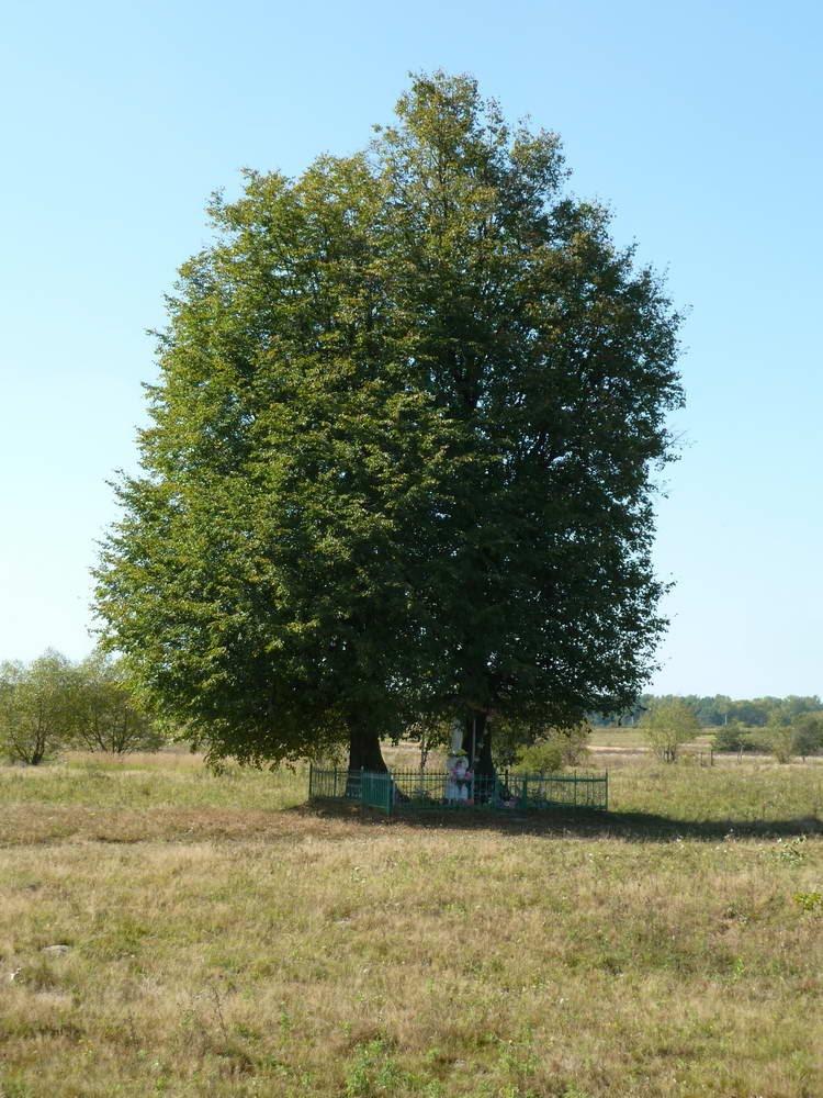 Семенівка з panoramio.com - Семеновка