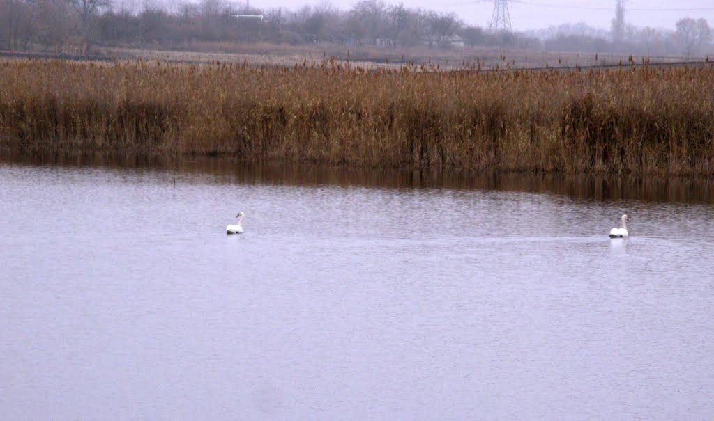 Бикове з panoramio.com - Бикове