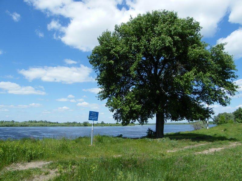 Миси з panoramio.com - Mysy