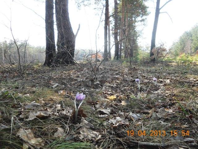 Поліське з panoramio.com - Полесское