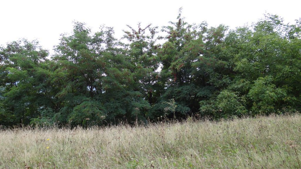 Великий Бичків з panoramio.com - Великий Бичків