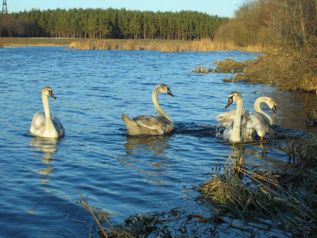 Малин з panoramio.com - Малин