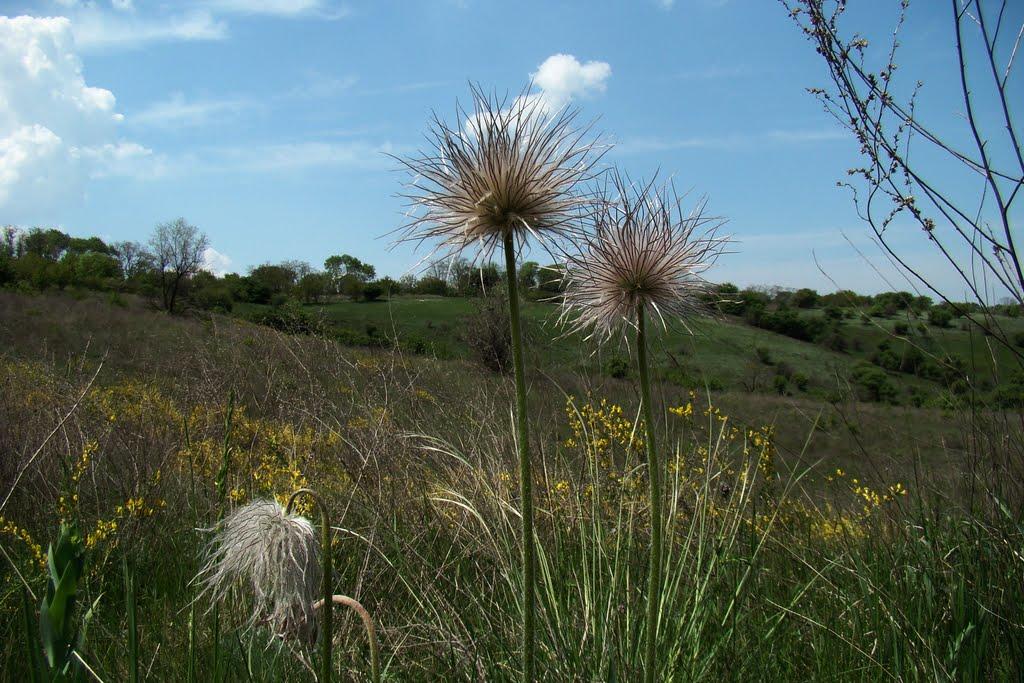 Привітне з panoramio.com - Приветное