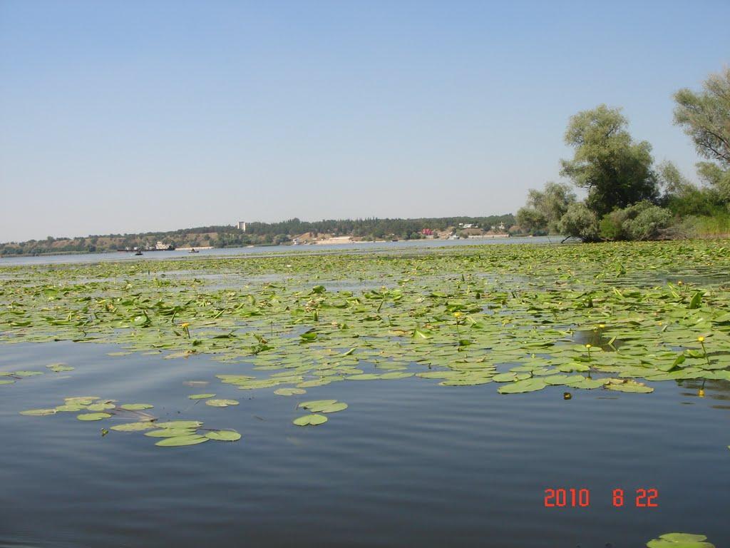 Канівське з panoramio.com - Каневское