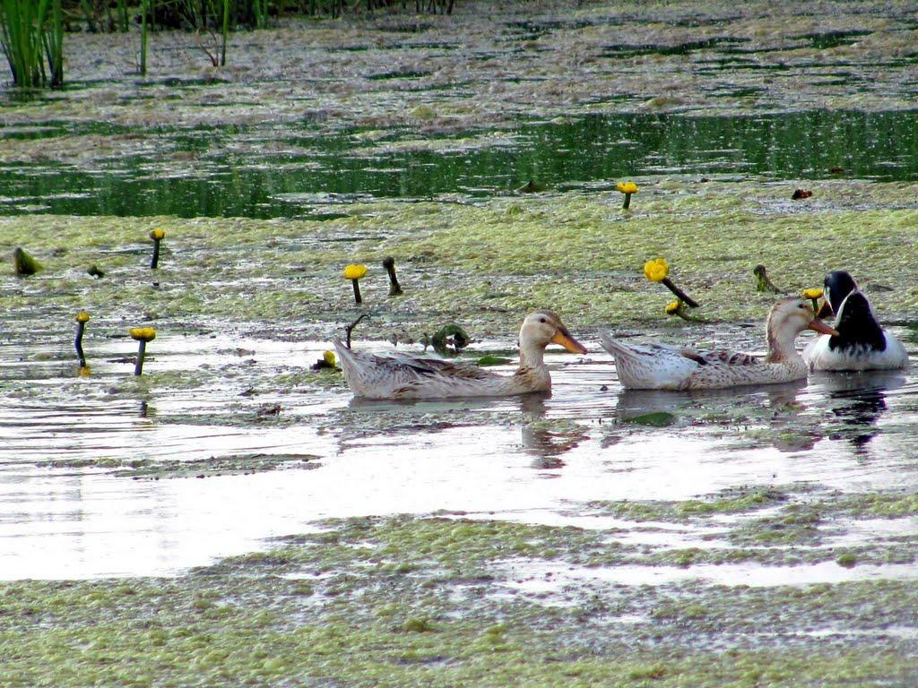 Сопачів з panoramio.com - Сопачів