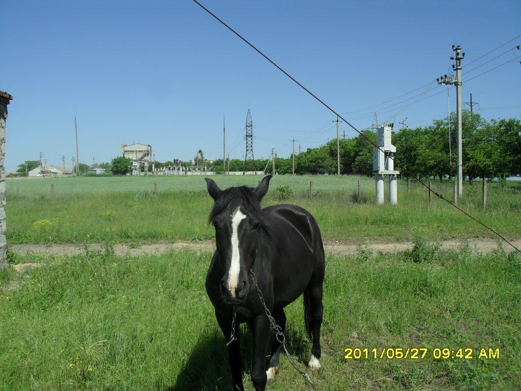 Степанівка з panoramio.com - Stepanivka