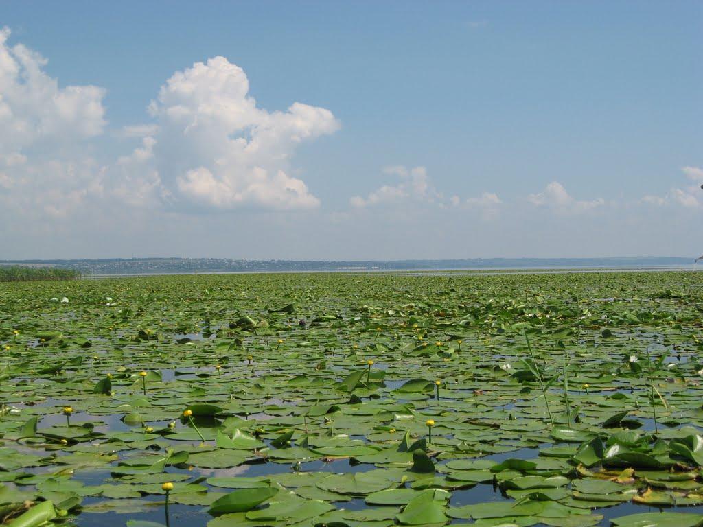 Канівське з panoramio.com - Каневское