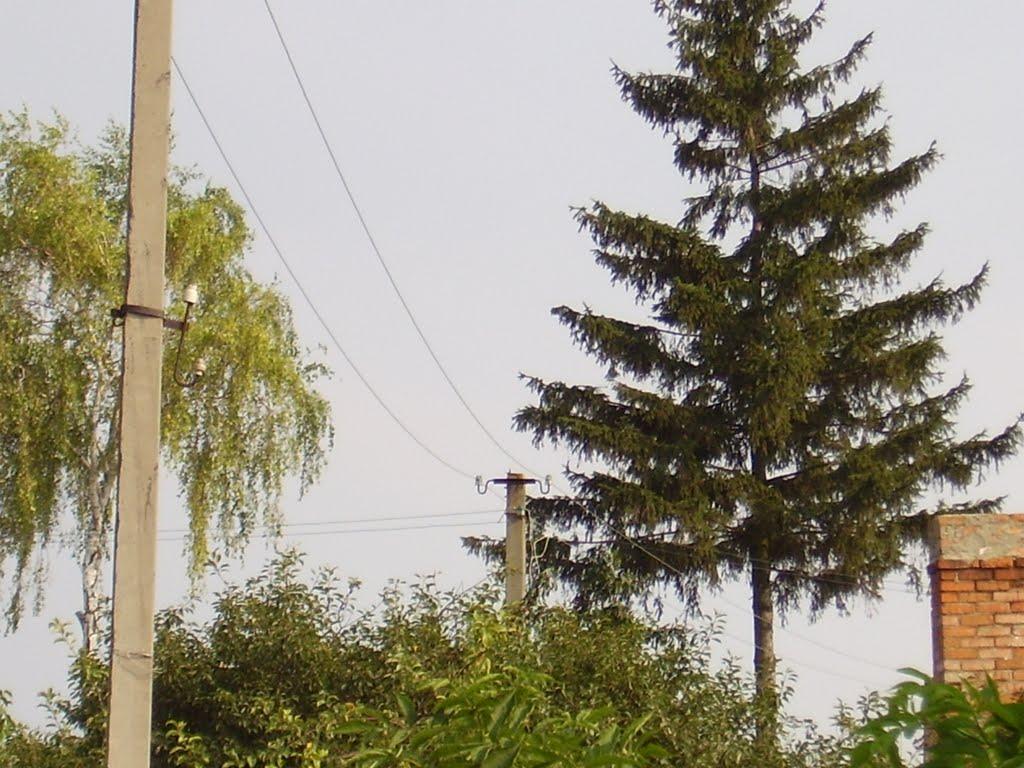 Чеснівка з panoramio.com - Чеснівка