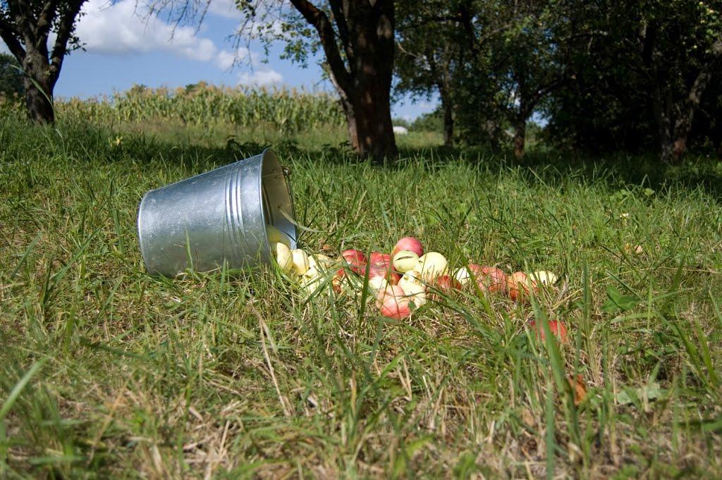 Бірки з panoramio.com - Борки