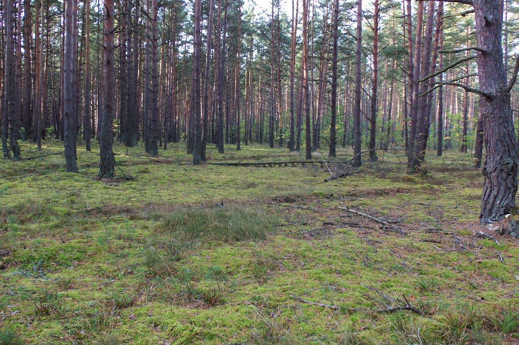 Софіянівка з panoramio.com - Софіянівка