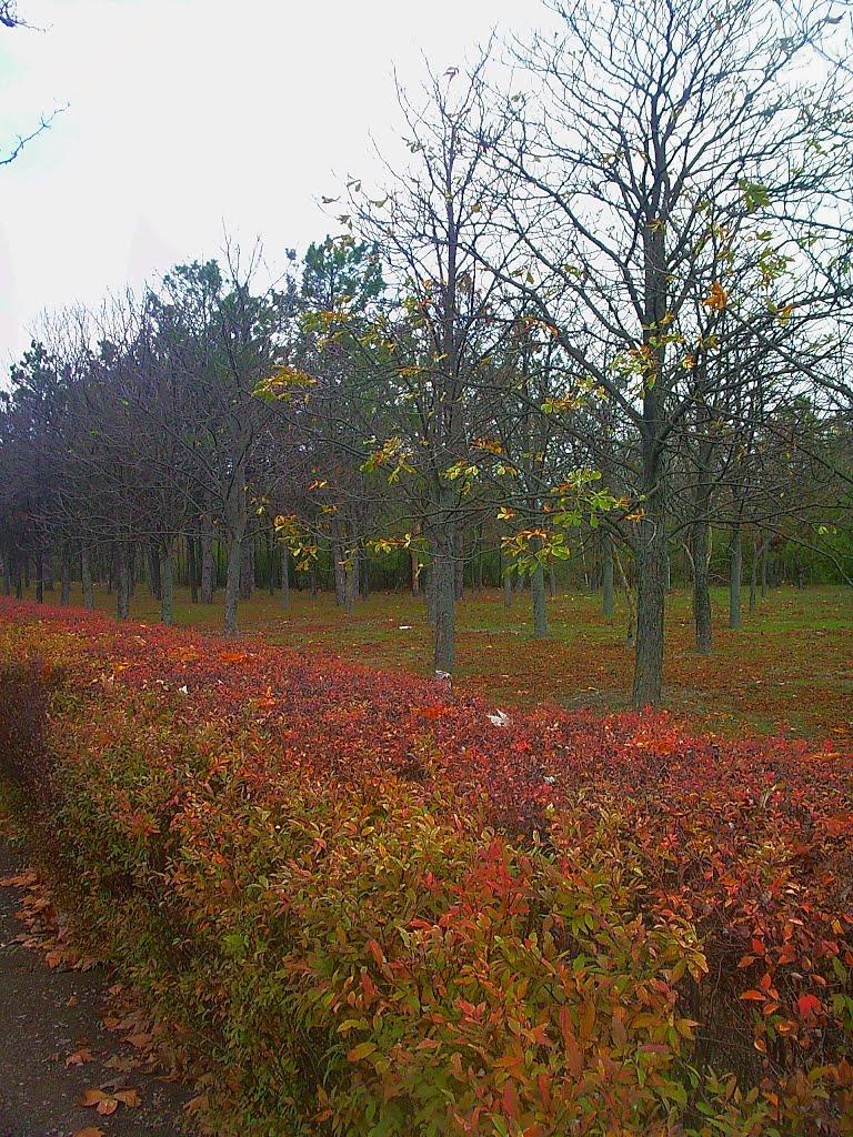 Молодіжне з panoramio.com - Молодежное