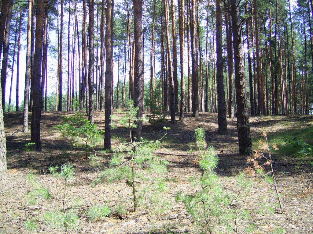 Бірки з panoramio.com - Борки