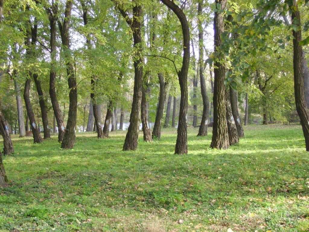 Шевченкове з panoramio.com - Shevchenkove