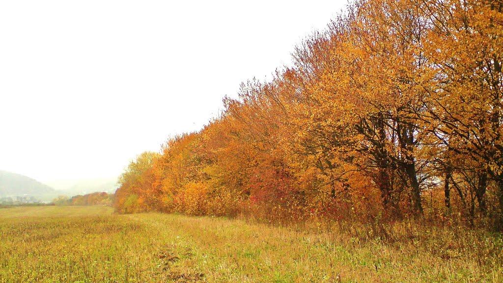 Куряни з panoramio.com - Куряны