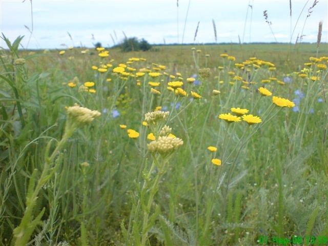 Бурячки з panoramio.com - Бурячки