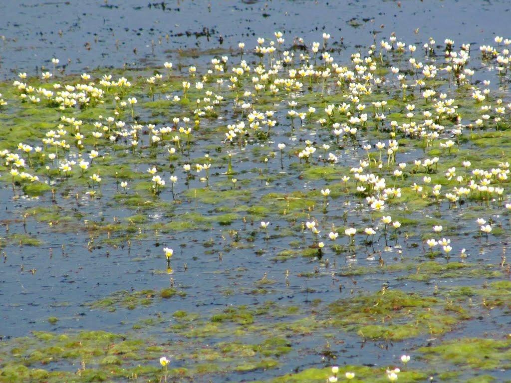 Сопачів з panoramio.com - Сопачів