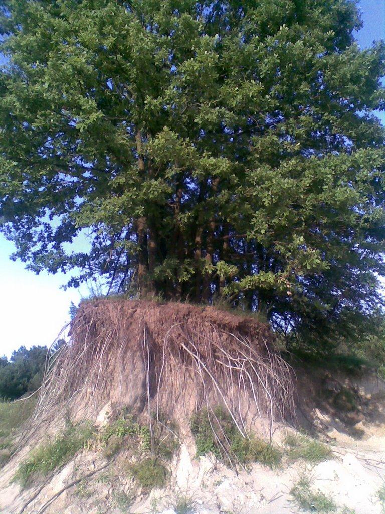 Люблинець з panoramio.com - Люблинець