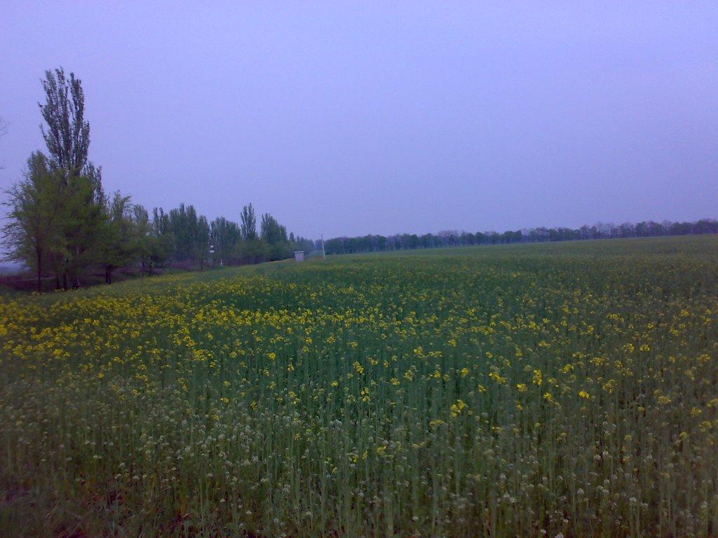 Дороганівка з panoramio.com - Дорогановка