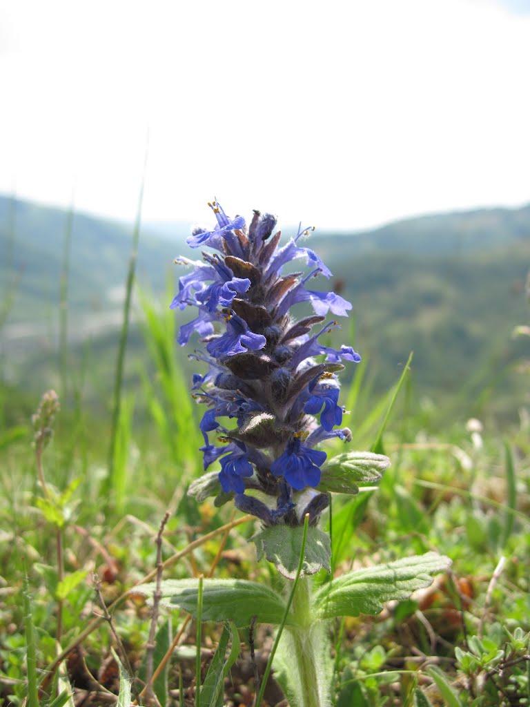 Красна з panoramio.com - Красна