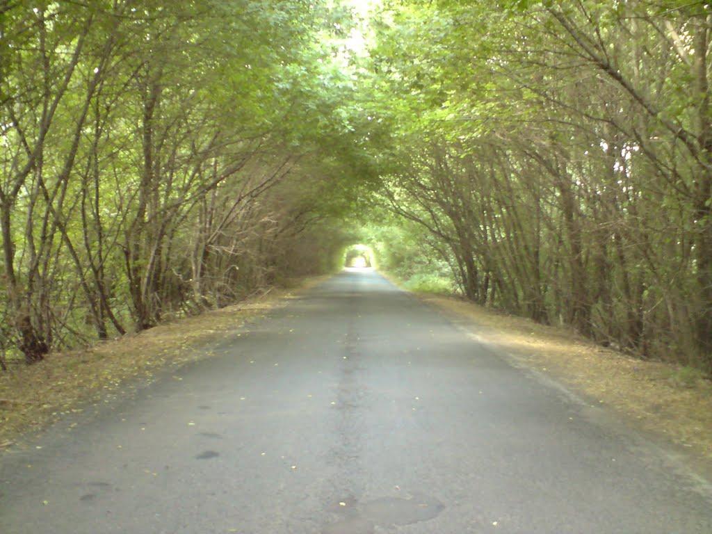 Пелагеївка з panoramio.com - Пелагеевка