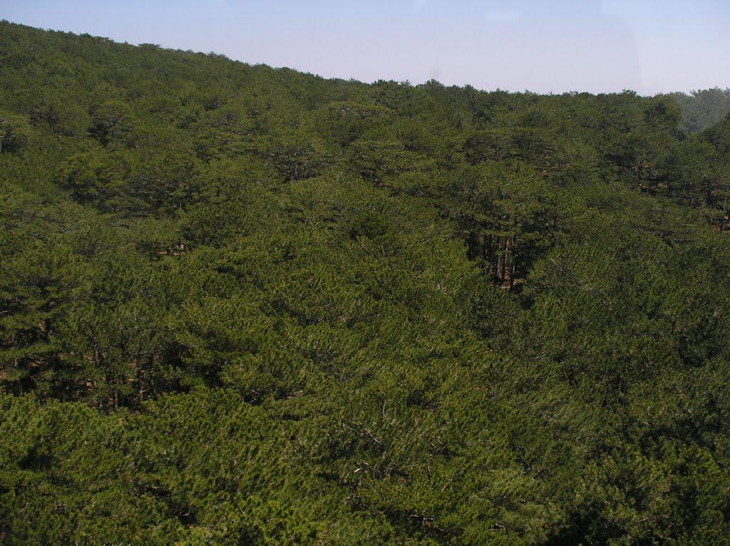 Прохладне з panoramio.com - Прохладное