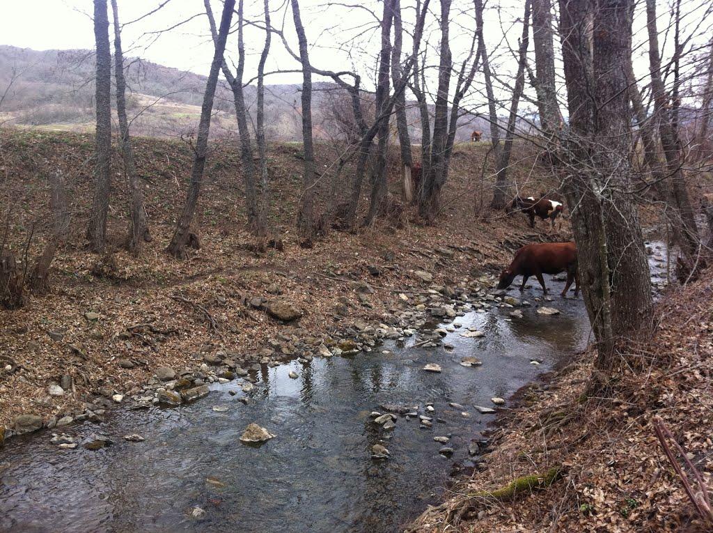 Синапне з panoramio.com - Синапне